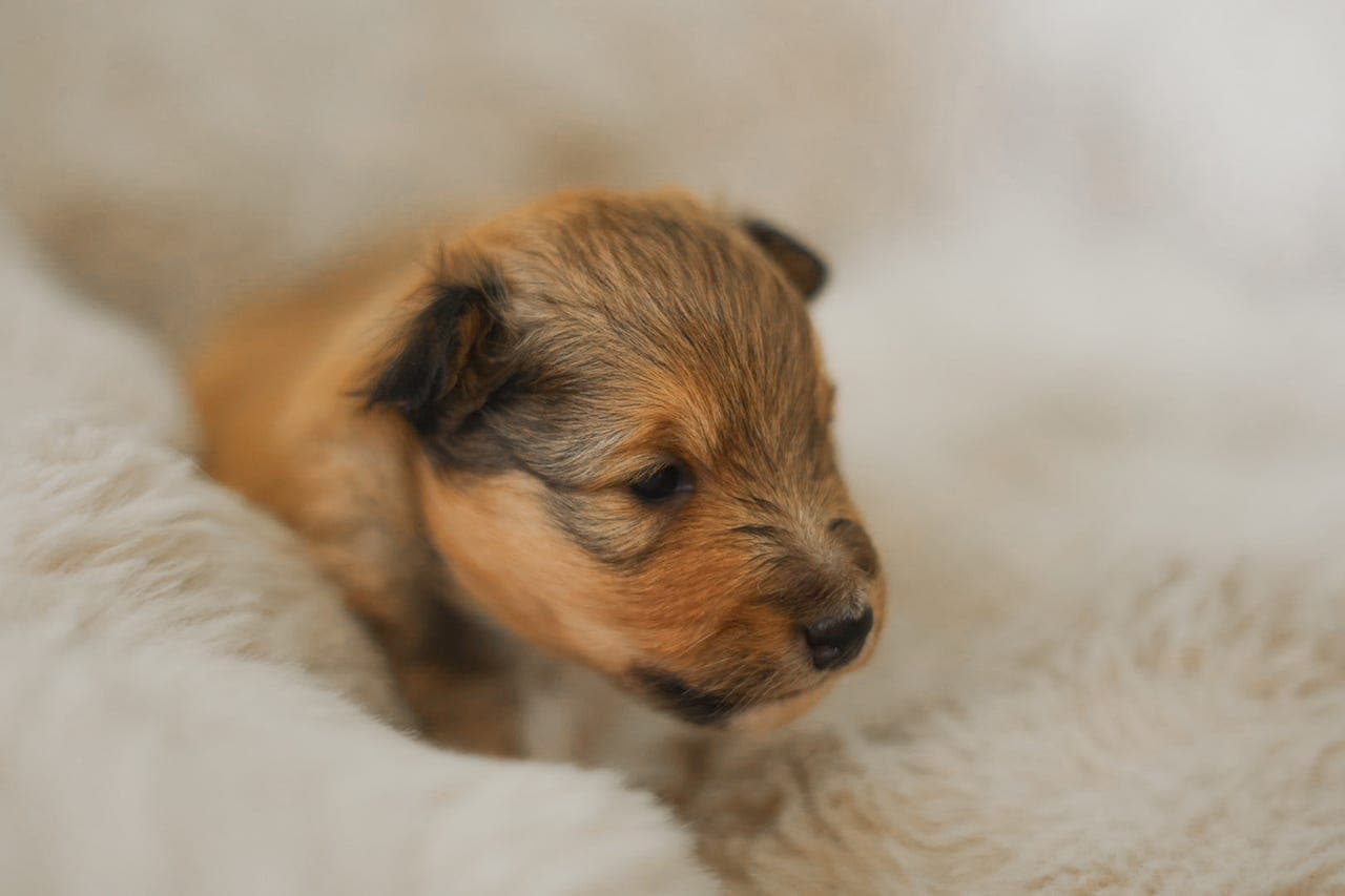 Shetland Sheepdog hannvalp