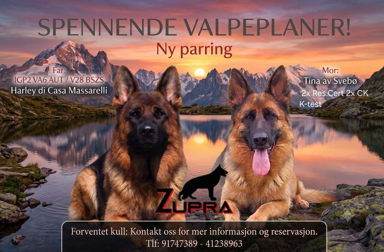Schäferhundvalper, bekreftet drektig