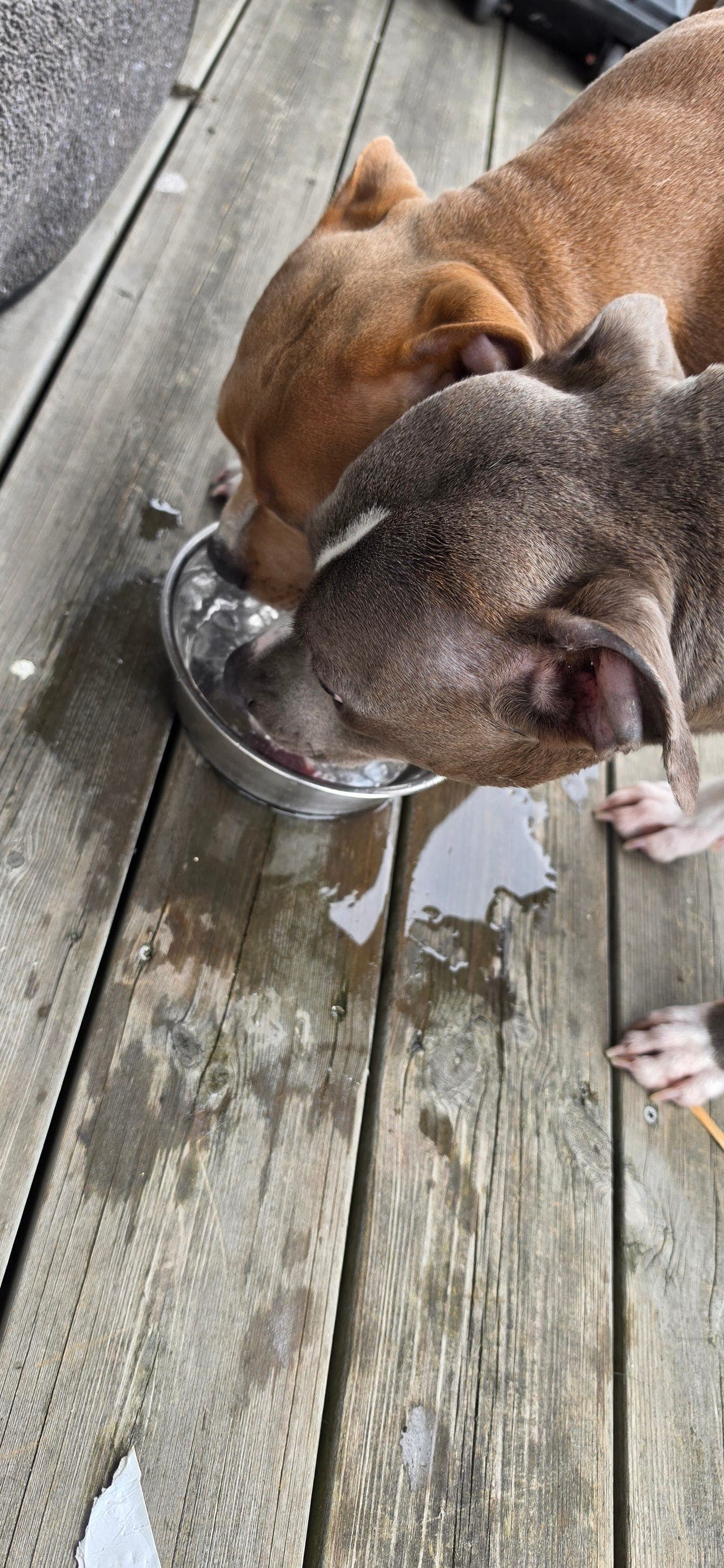 Forvert Staffordshire Bull Terrier tispe