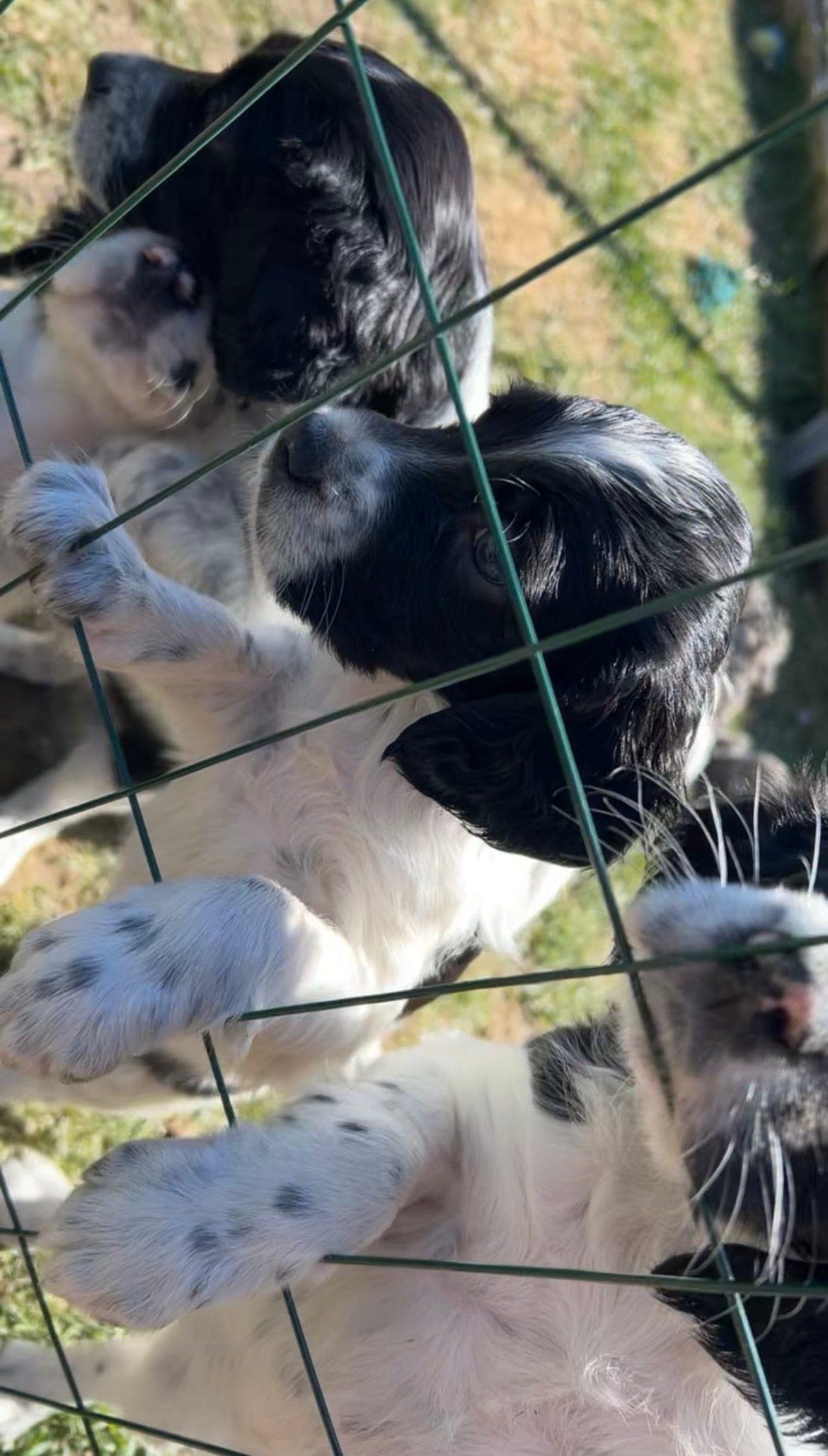 Flotte Engelsk setter valper🐾