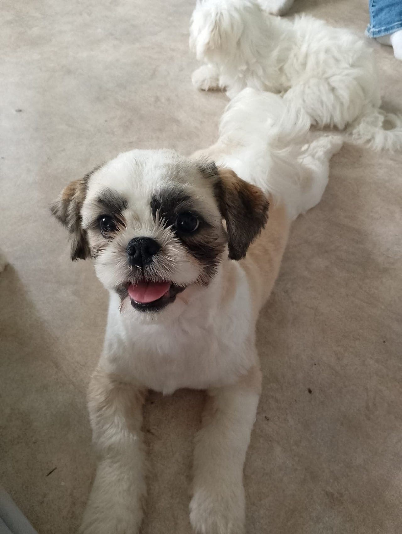 Shih tzu
