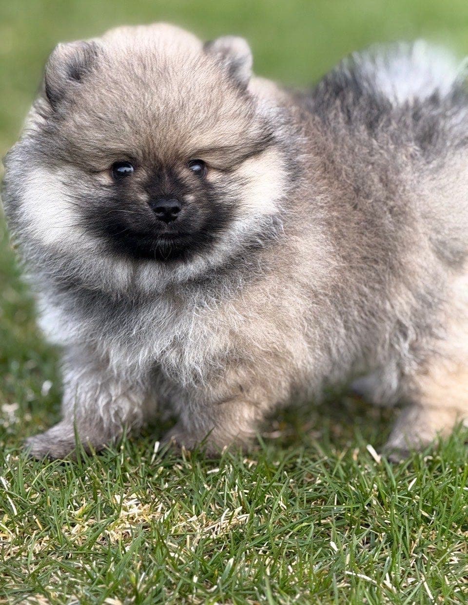 Bamse gutt leveringsklar, søker sitt evige hjem