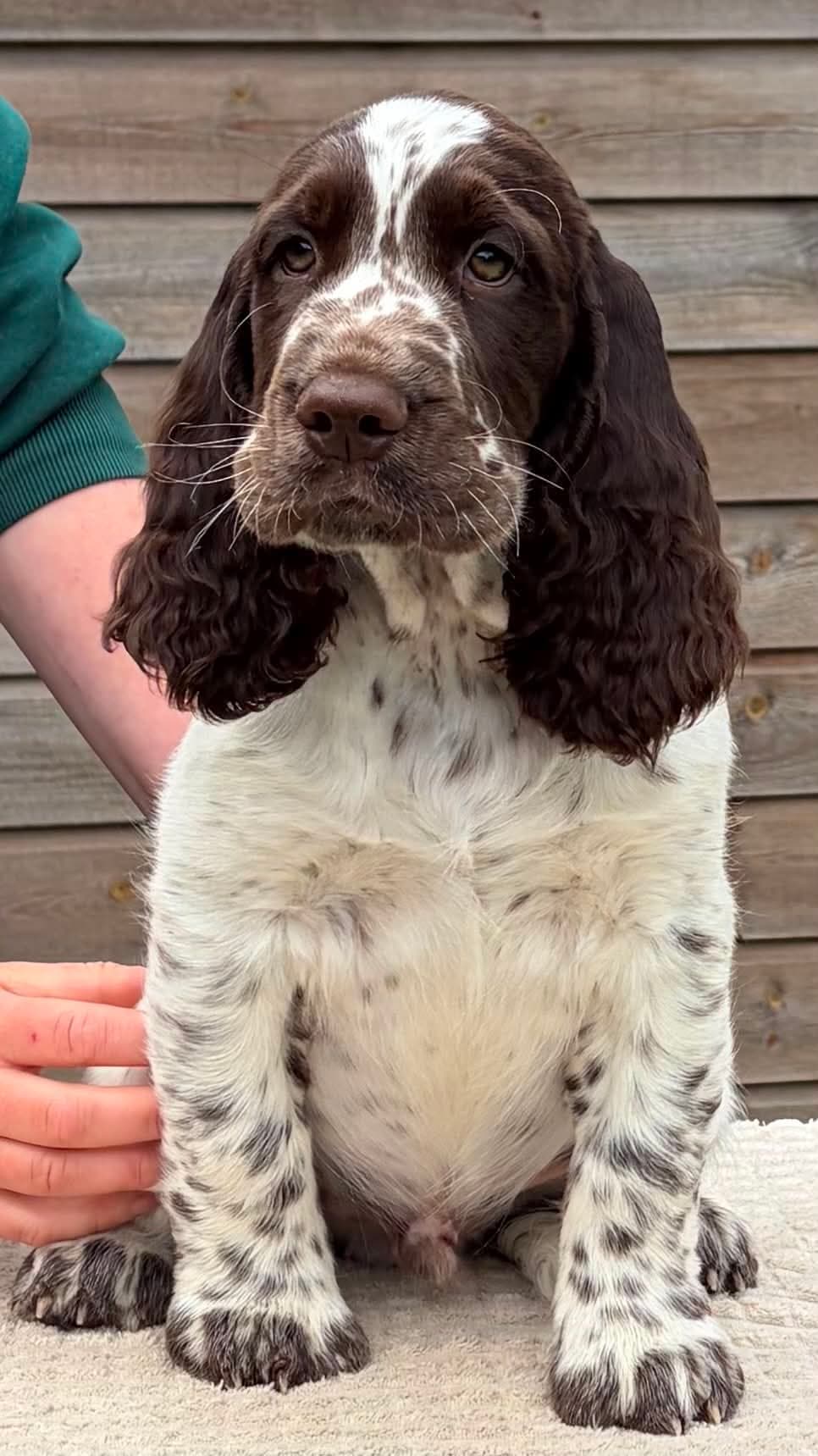 Engelsk Springer Spaniel valper