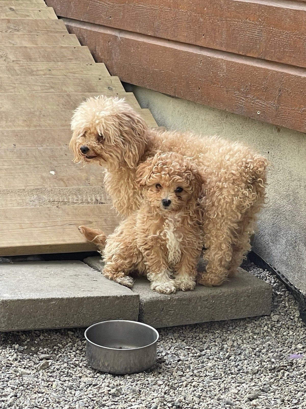 🐩Verdens søteste små gentlemen søker nytt hjem 🐩