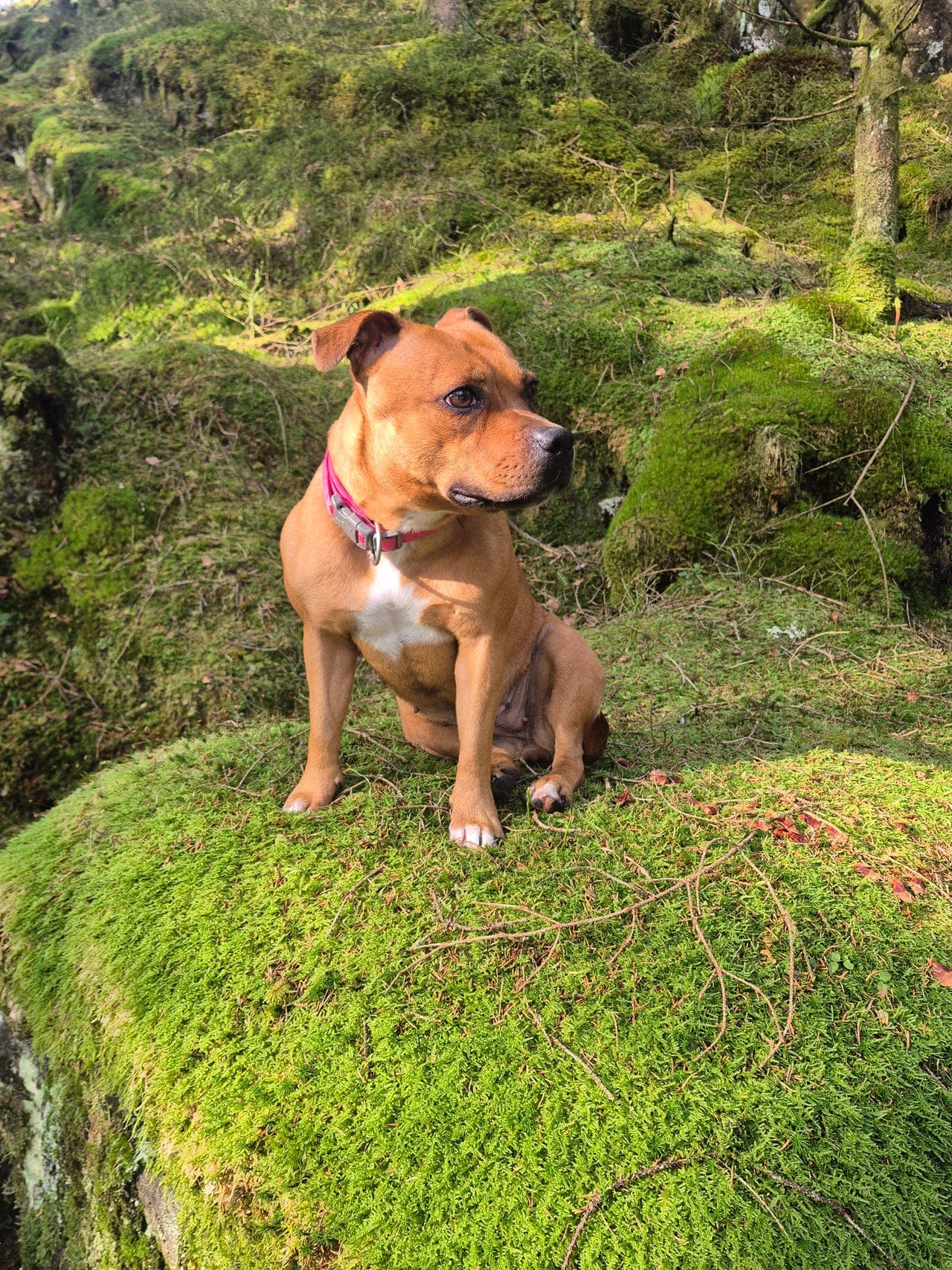 Staffordshire Bull terrier valper