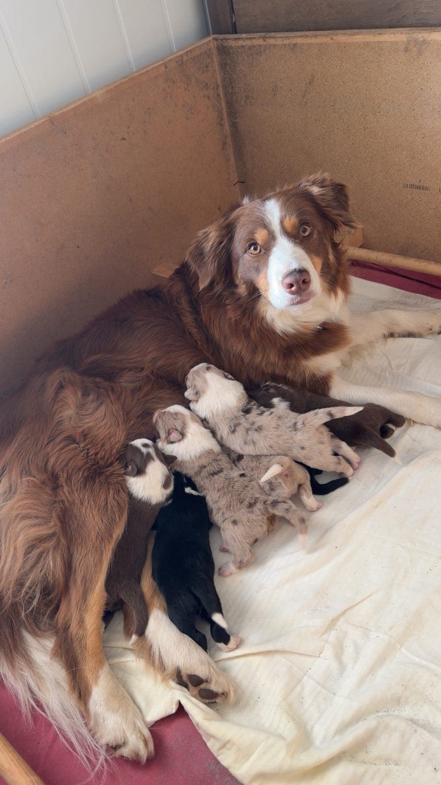 Border collie valper, NKK registrerte