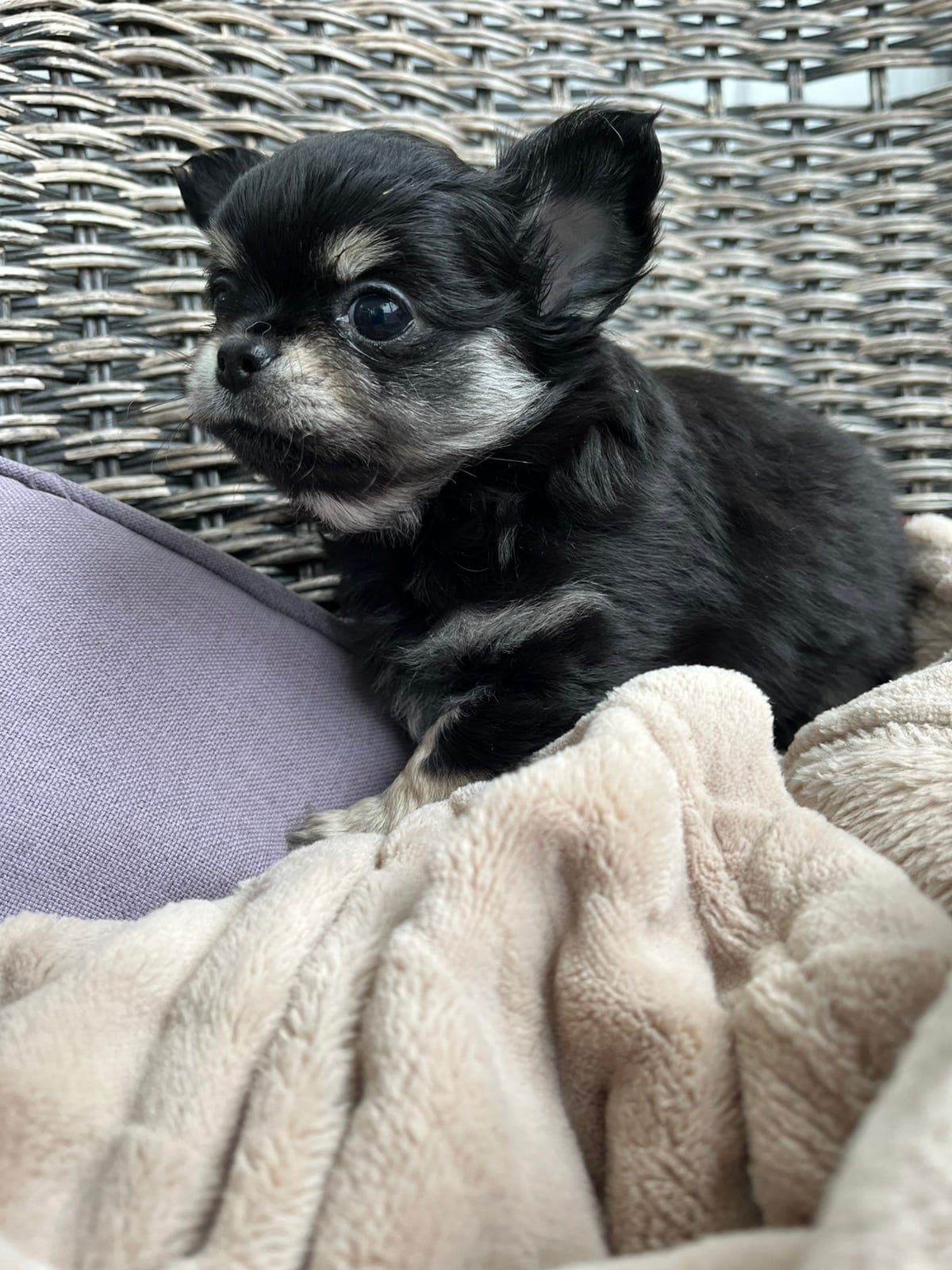 Langhåret chihuahua reg.NKK