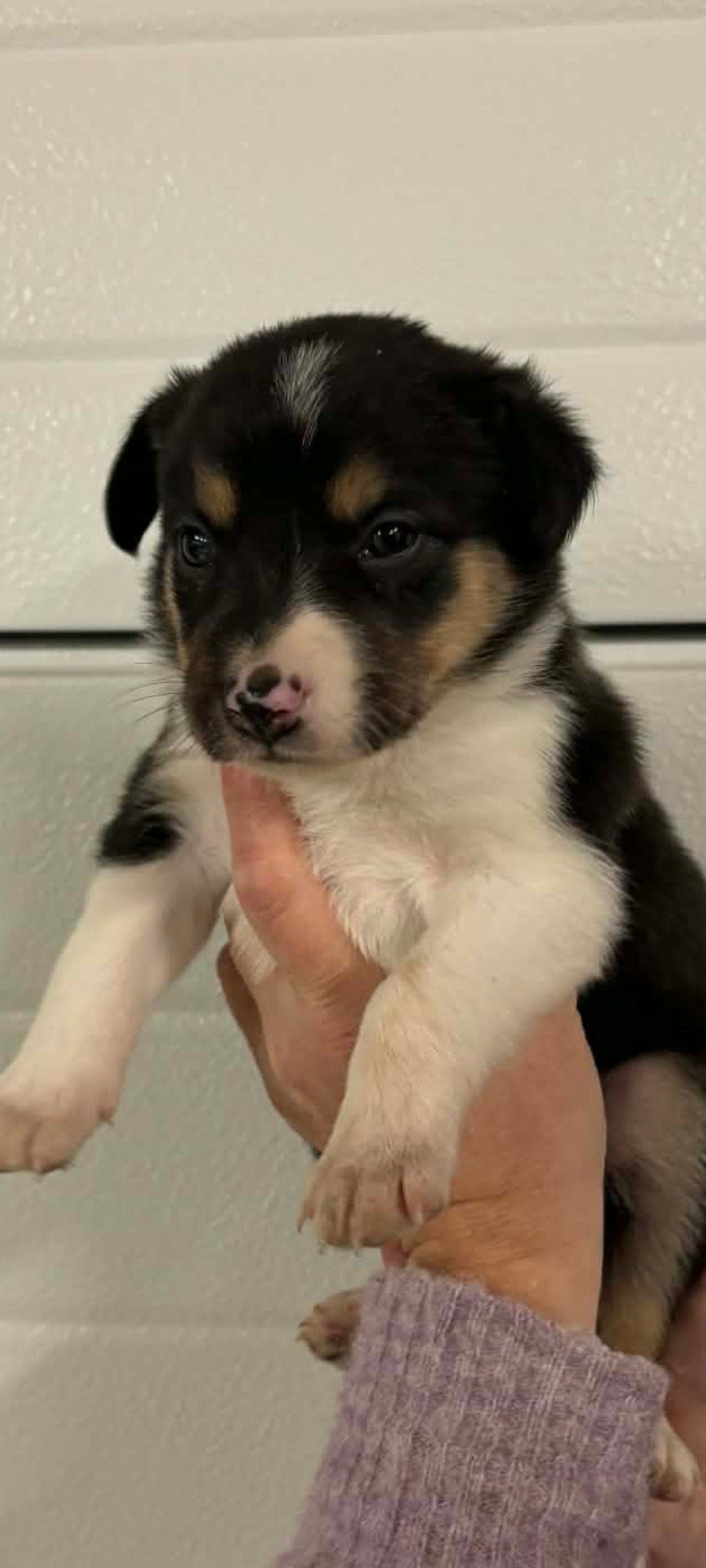 Border collie