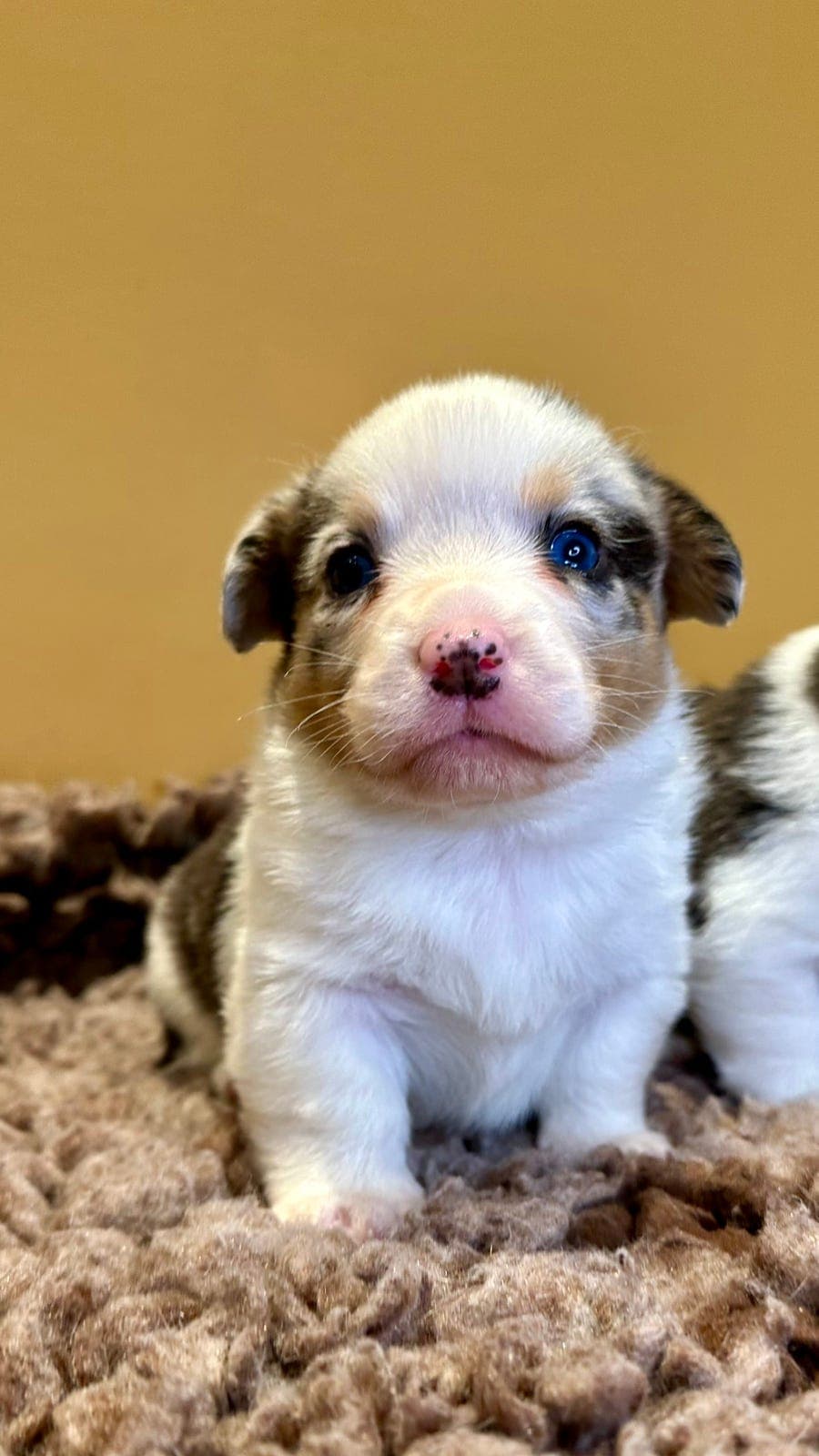 Welsh Corgi Cardigan valper