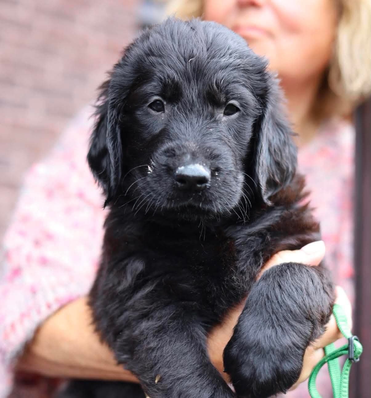 Flat coated/Flatcoated retriever valper