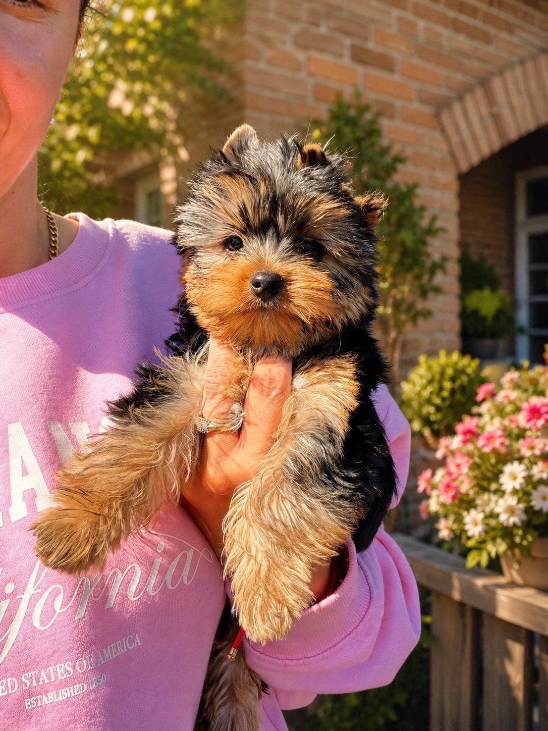 Yorkshire terrier gutt reg i NKK