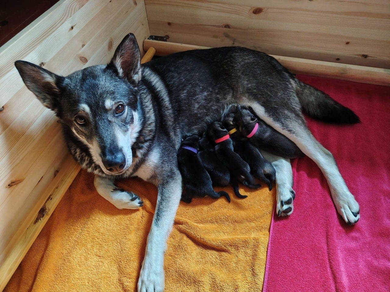 Jämthundvalper til salg