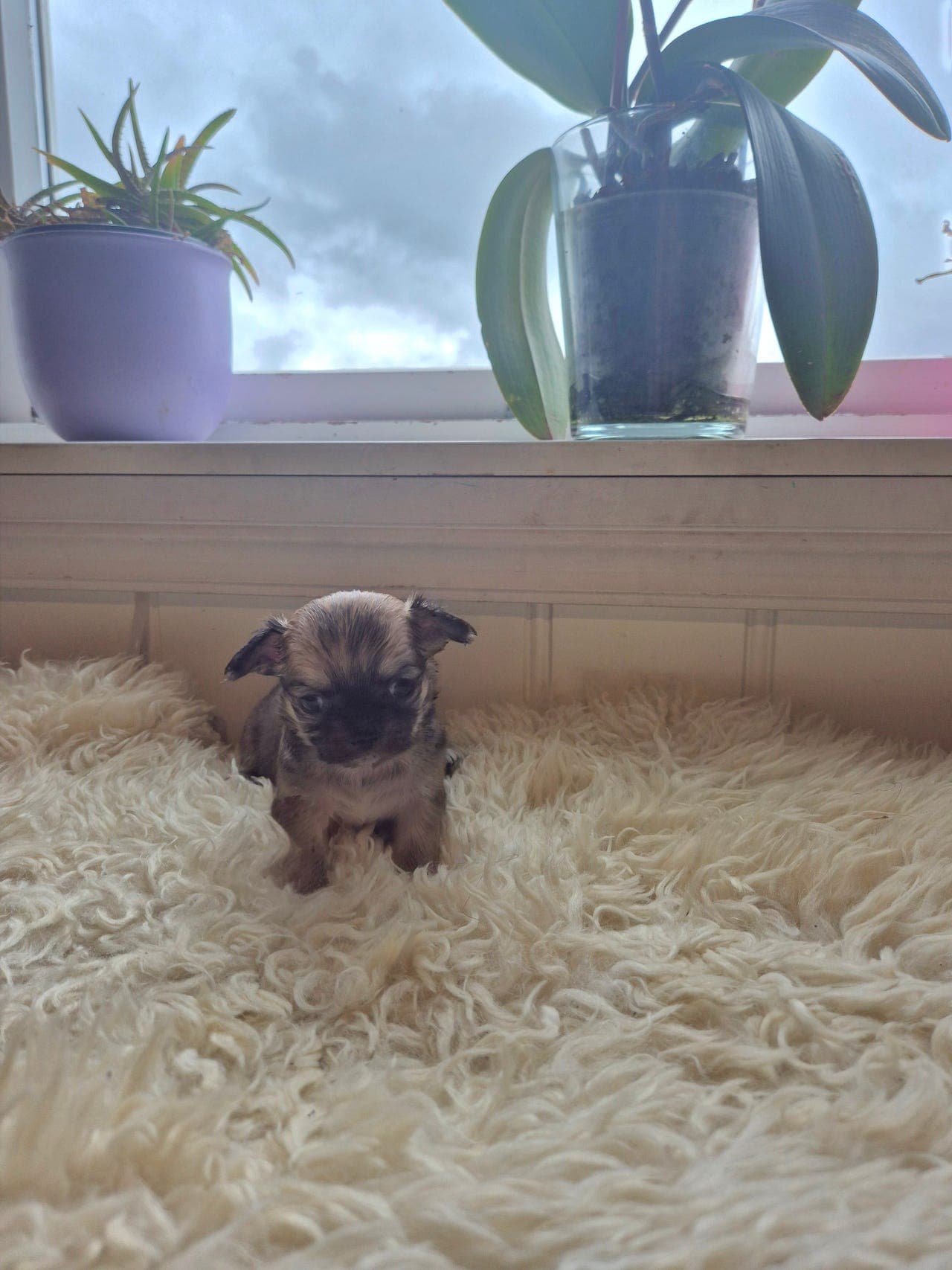 Langhåret Chihuahua tispe selges med Stamtavle