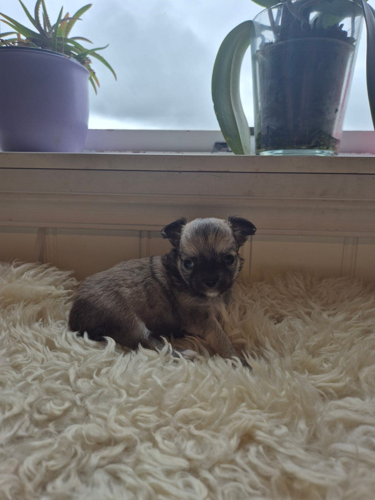 Langhåret Chihuahua tispe selges med Stamtavle