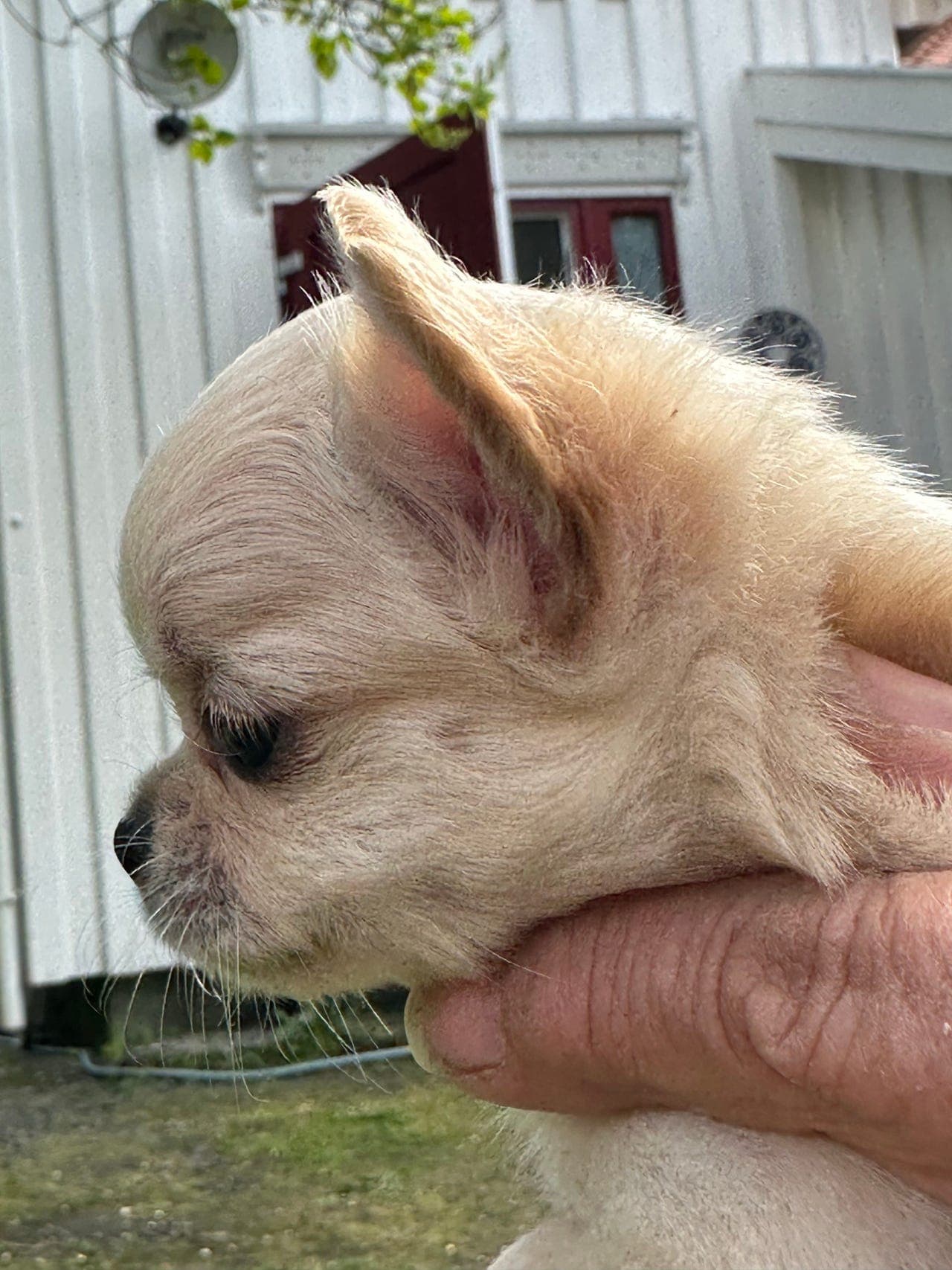 Chihuahua,kremfarget,hann, langhåret, reg.nkk