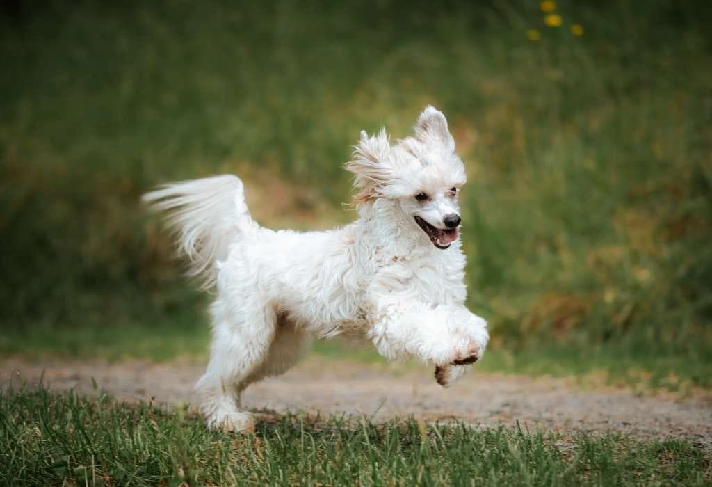 Chinese Crested Powderpuff, valper