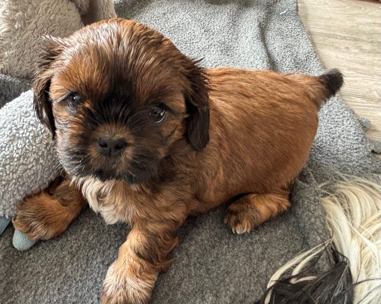 Shih Tzu valper regestrert med stamtavler i NKK