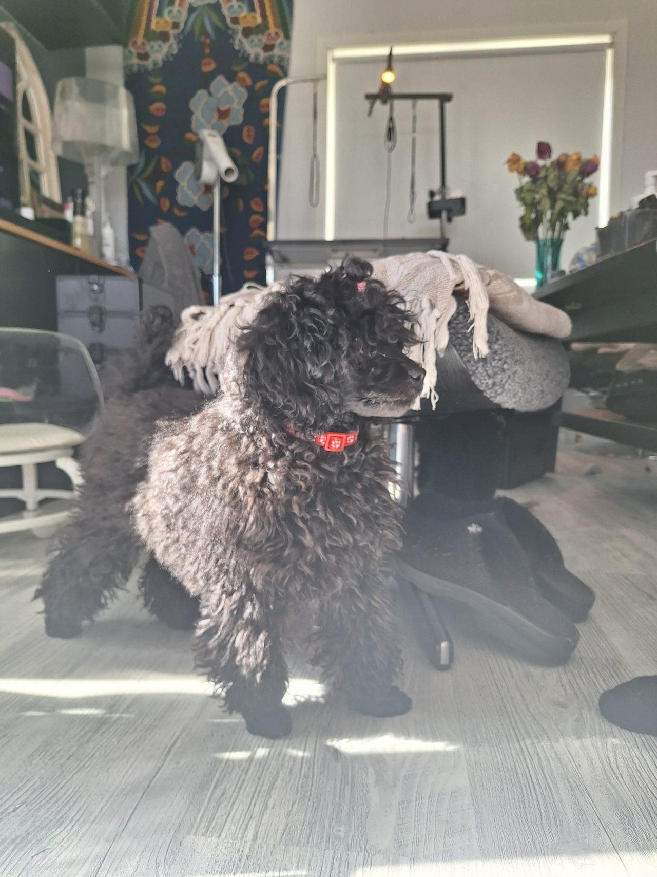 Toy puddel renrasig