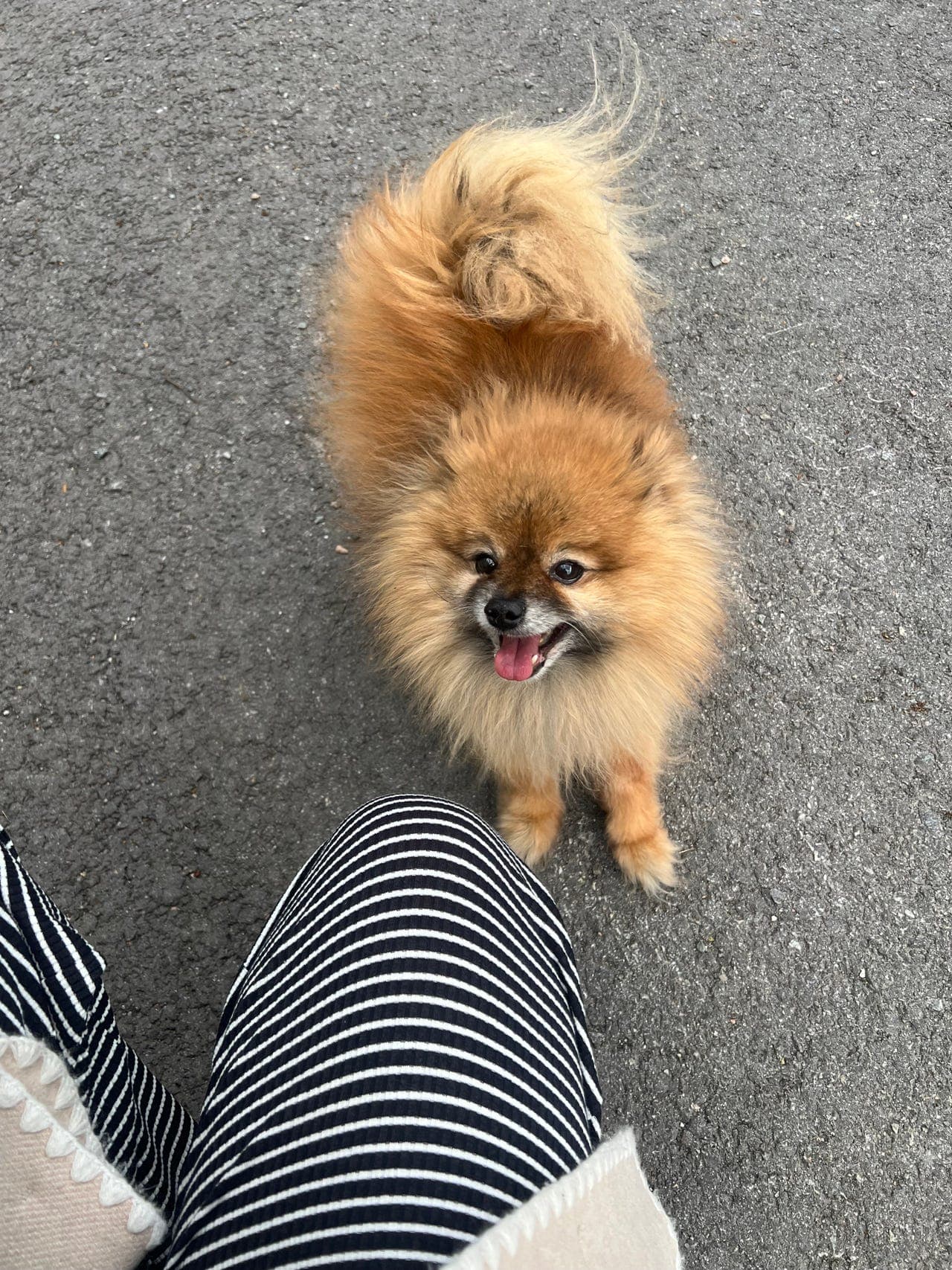 Pomeranian omplasseres til riktig hjem