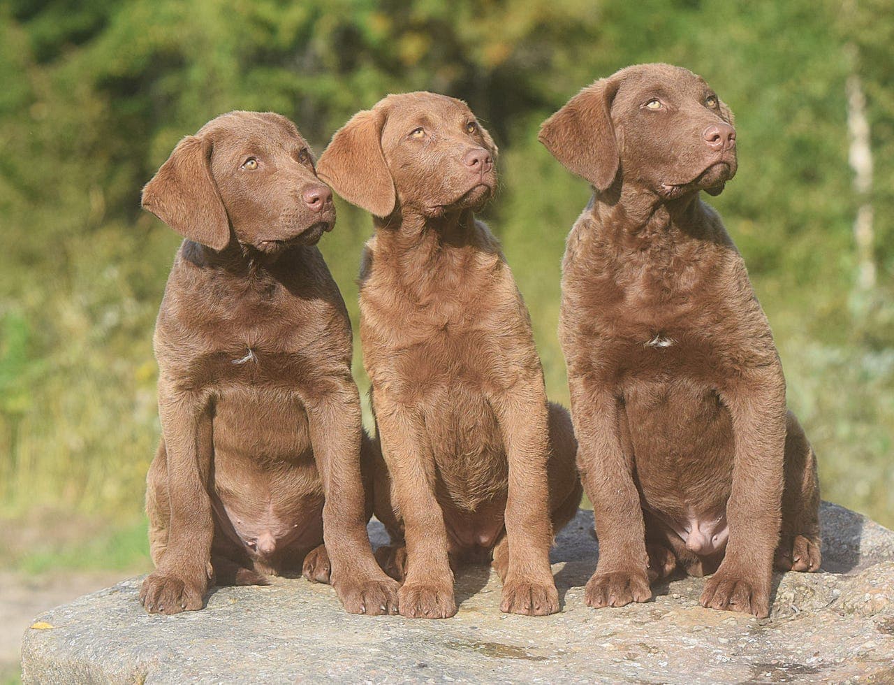 Jakt/sports/arbeidshund - Chesapeake Bay retriever