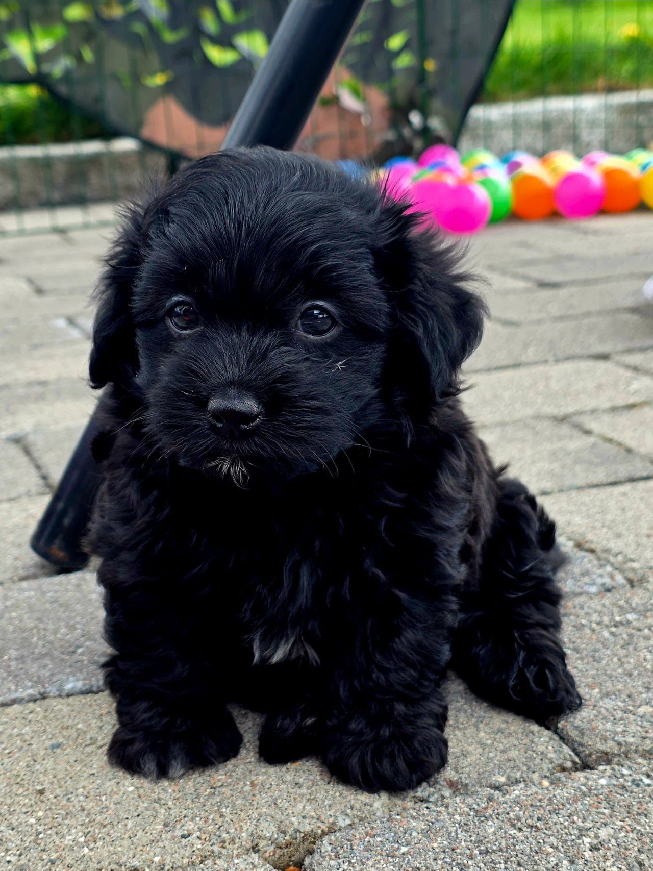 Bichon Havanais valper fra erfaren oppdretter.