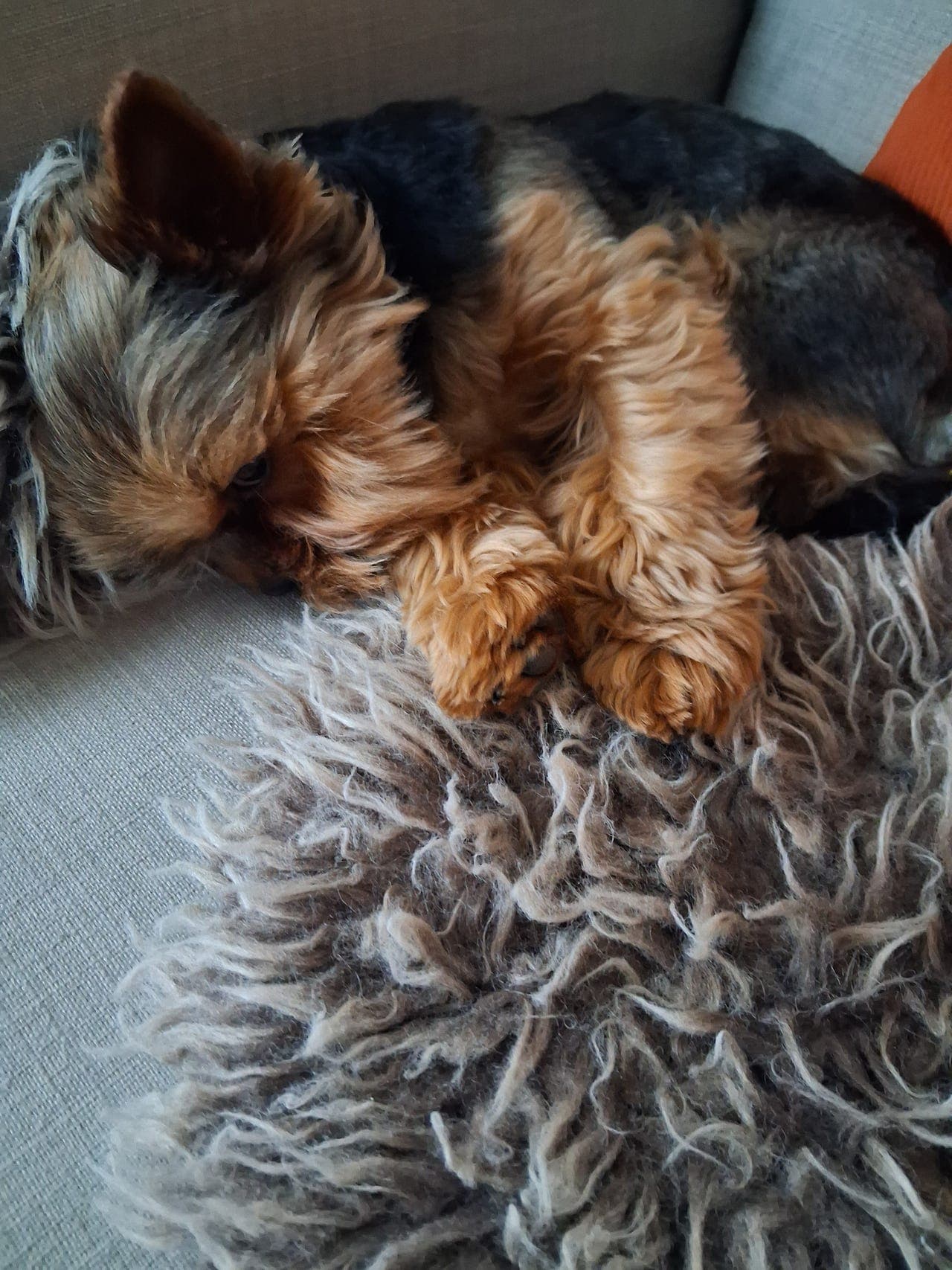 Yorkshere terrier gutt