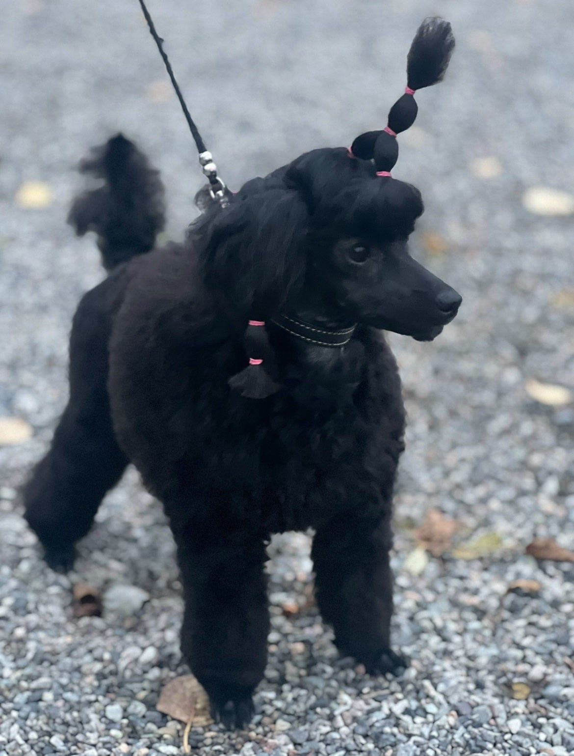 NKK registrerte Toy puddel valper
