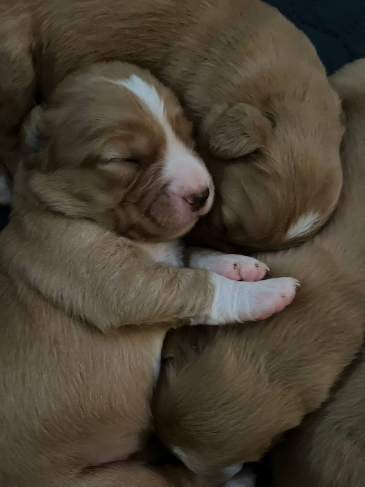 Nova Scotia Duck Tolling Retriever