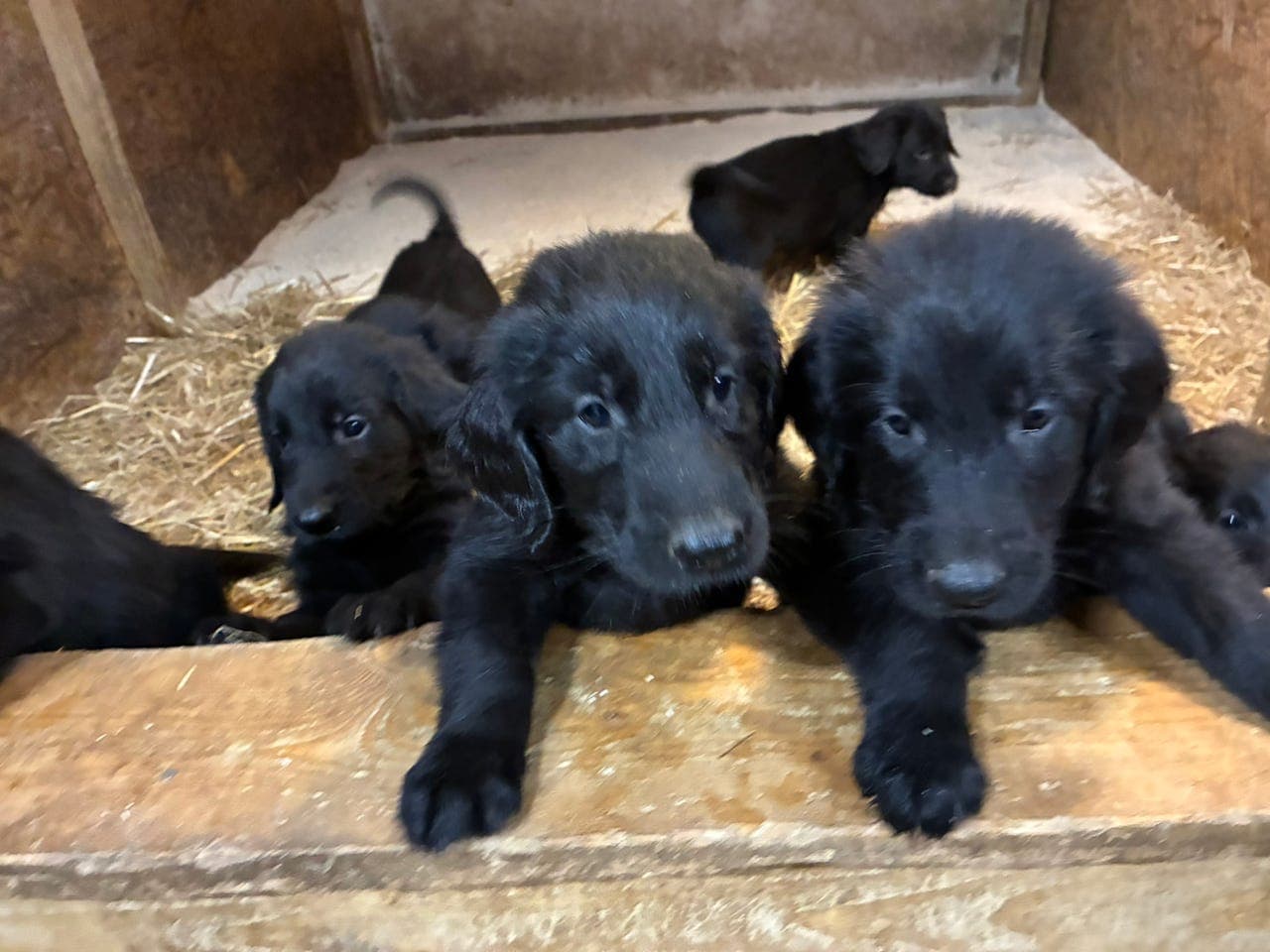 Flatcoated Retriver valper ❤️ født 08. Juni 🥰