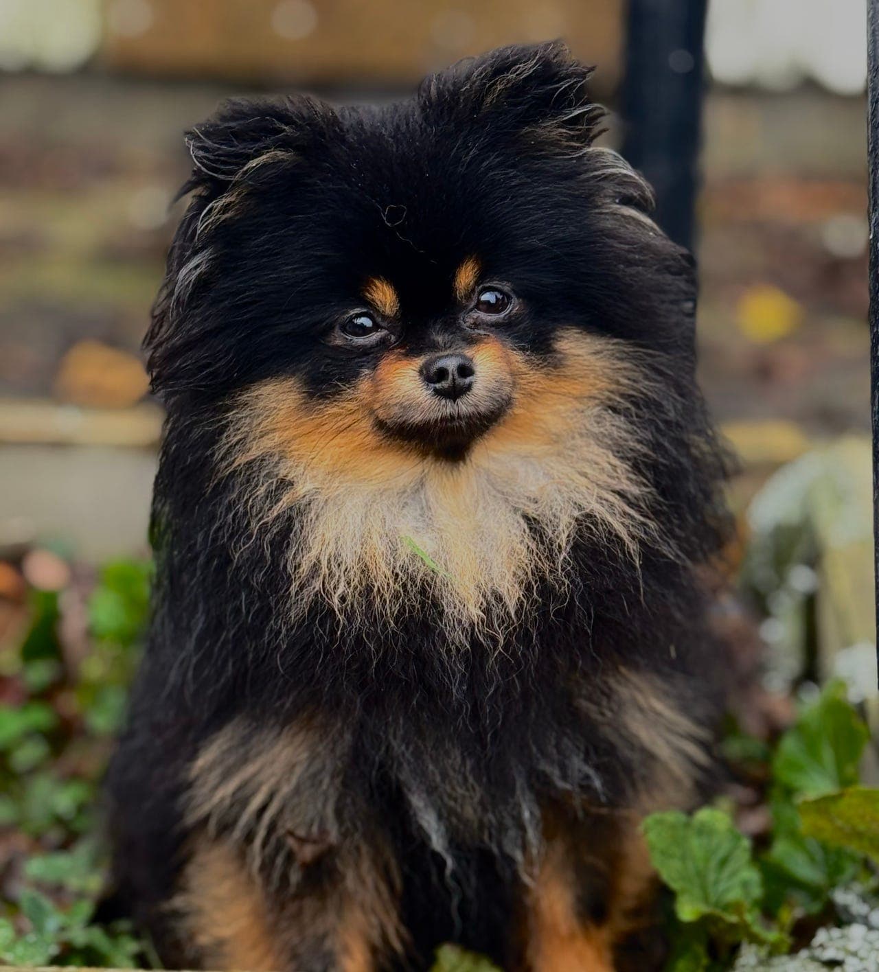 Pomeranian tispe. NKK reg.