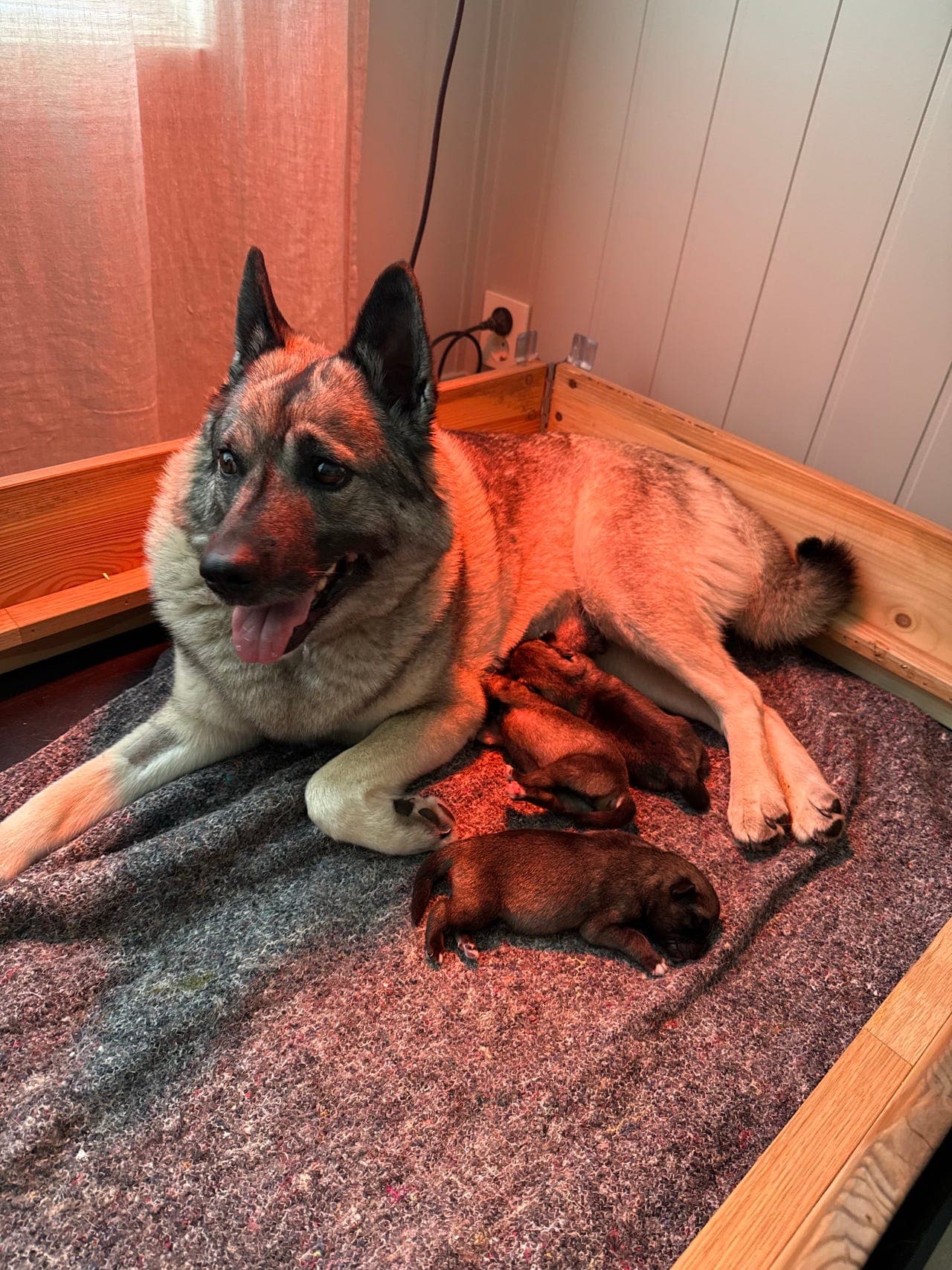 Norsk elghund grå etter sterke løshund linjer