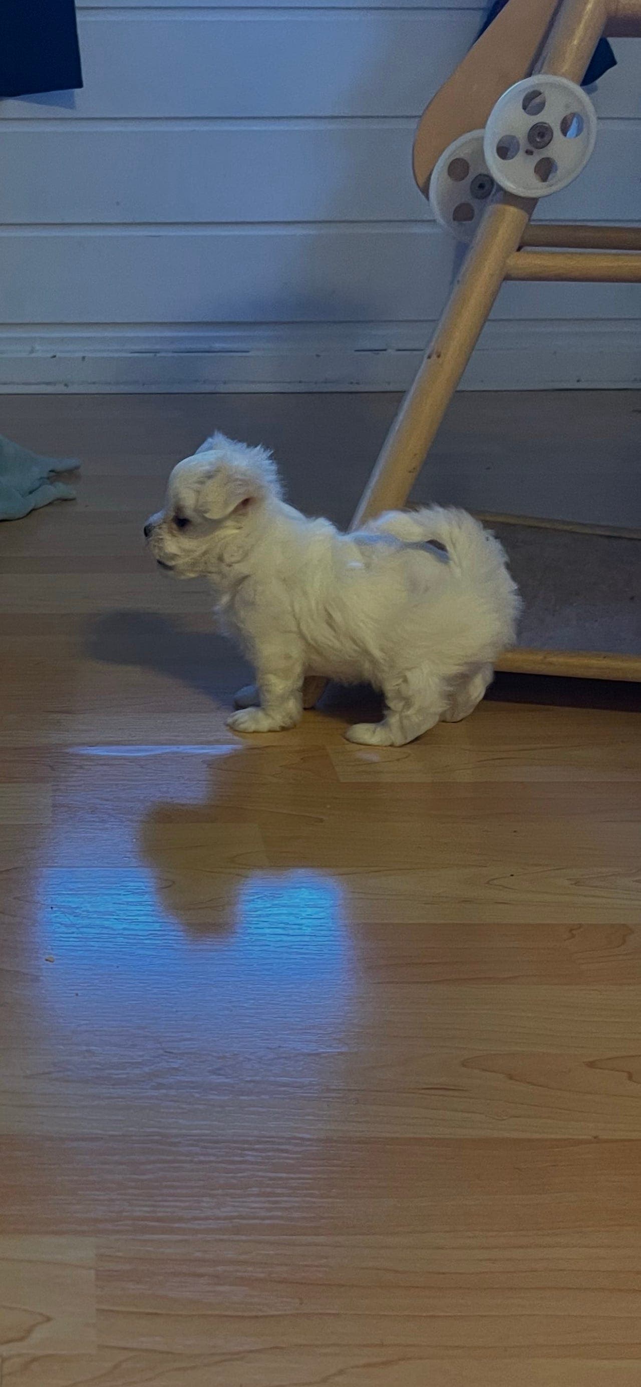 Malteser valp med NKK stamtavle
