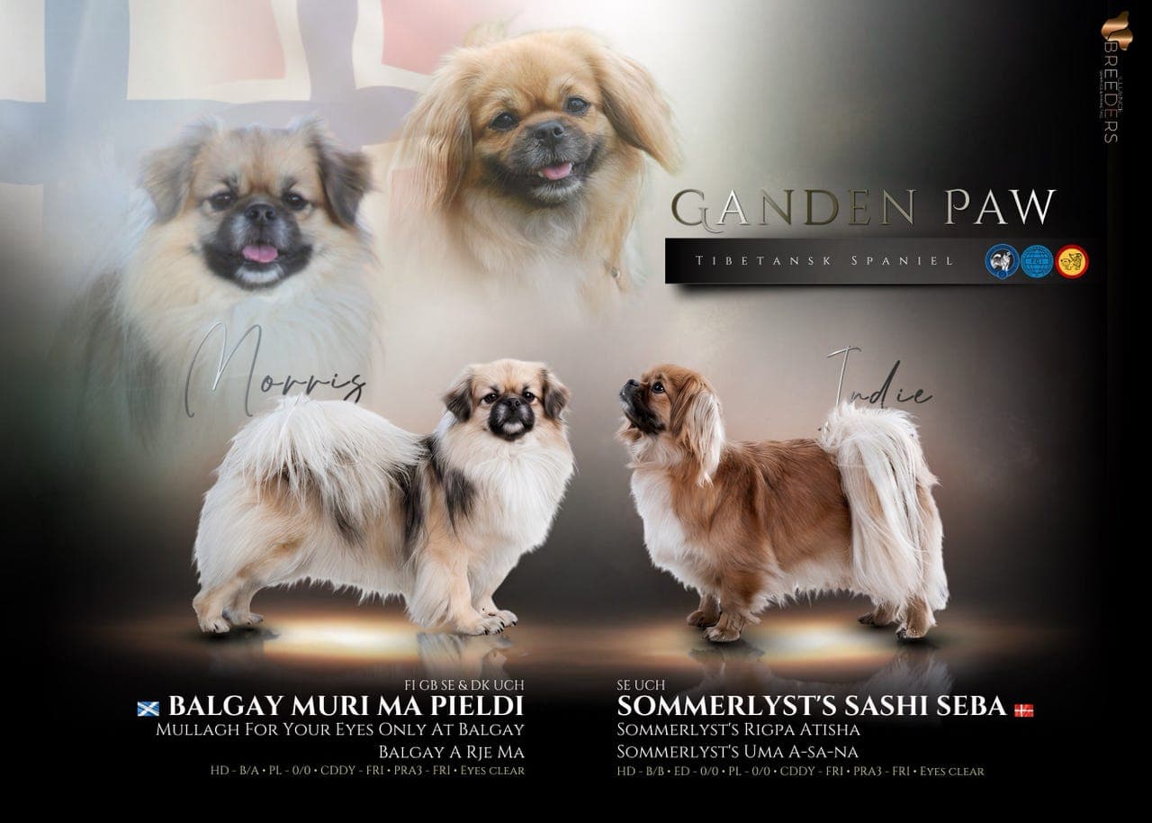 Tibetansk Spaniel valper  (NKK registrert)