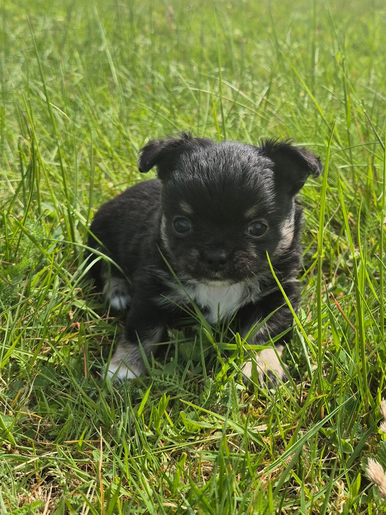 Chihuahua hann valp selges