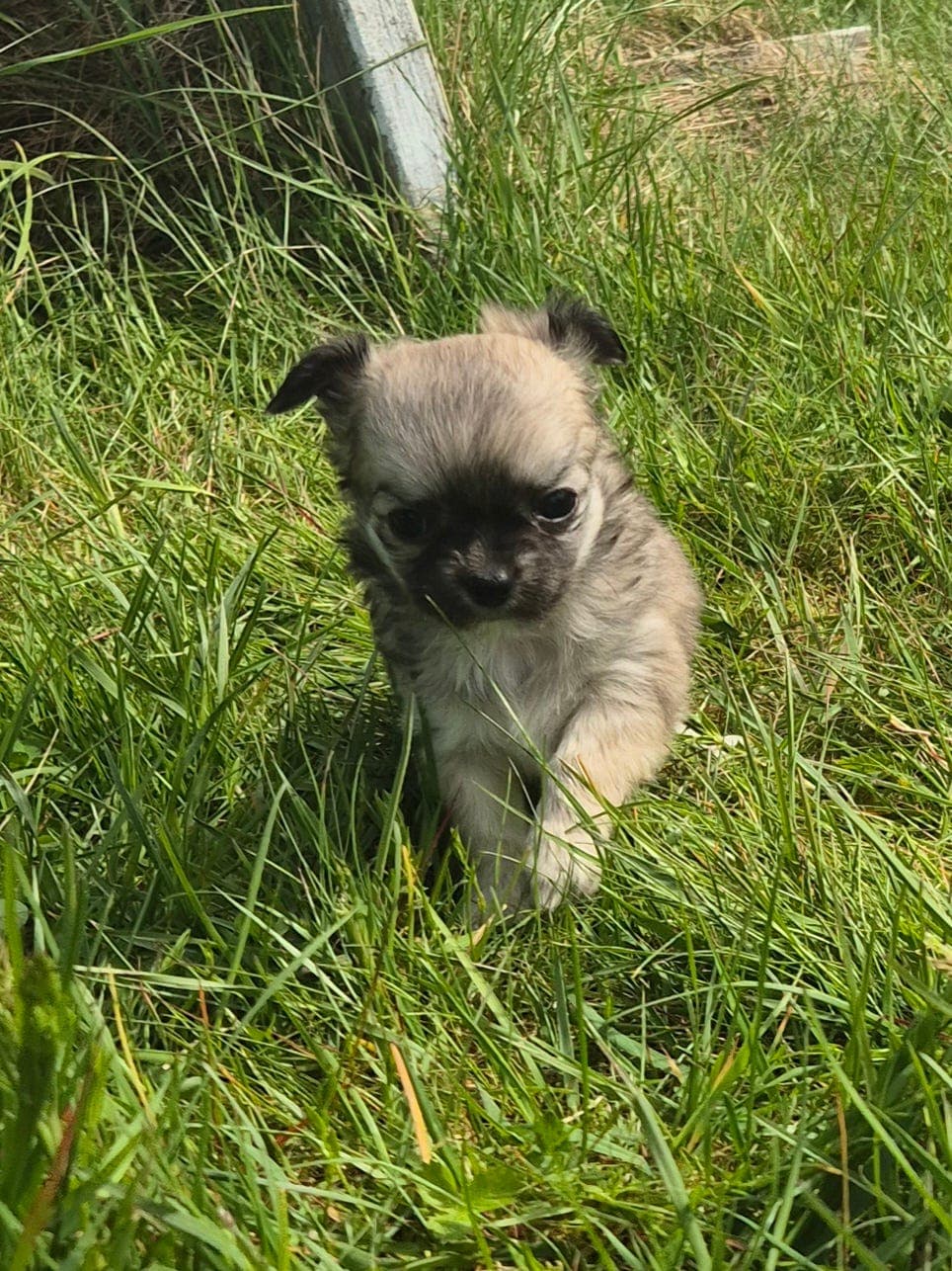 Langhåret Chihuahua tispe selges med Stamtavle