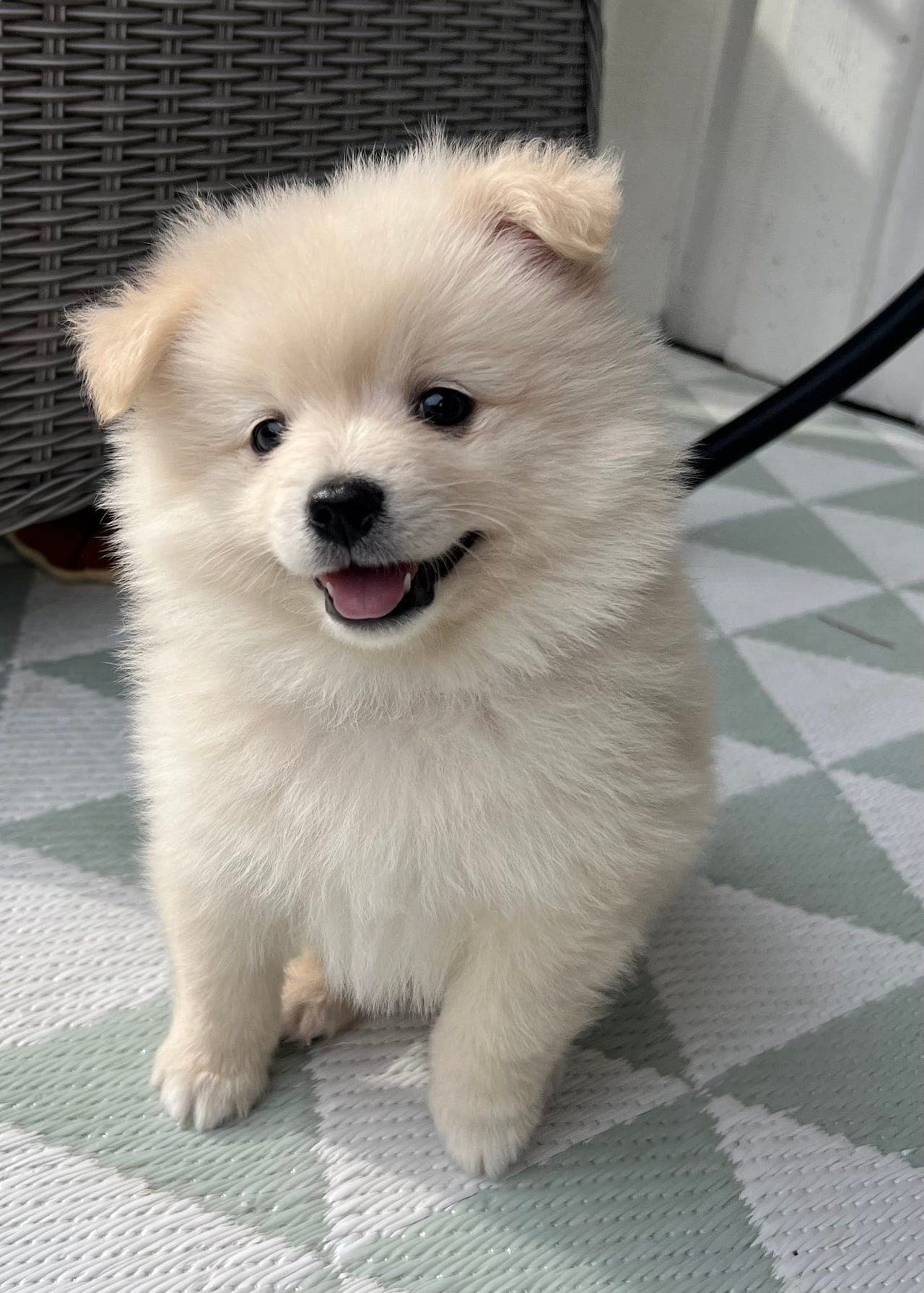Renraset Mittel spitz