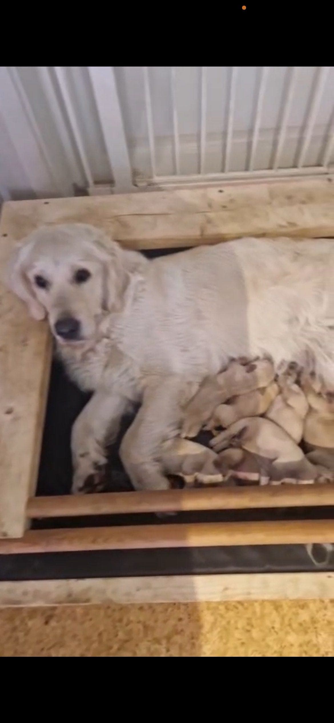 Golden Retriever valper