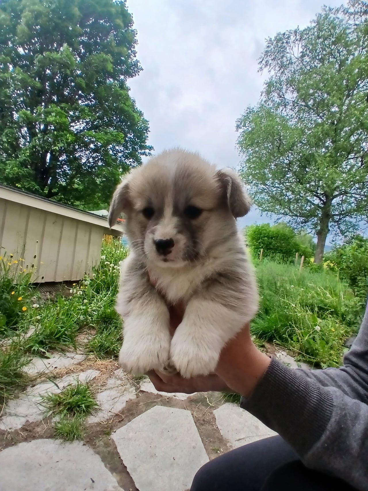 Welsh Corgi Pembroke valper