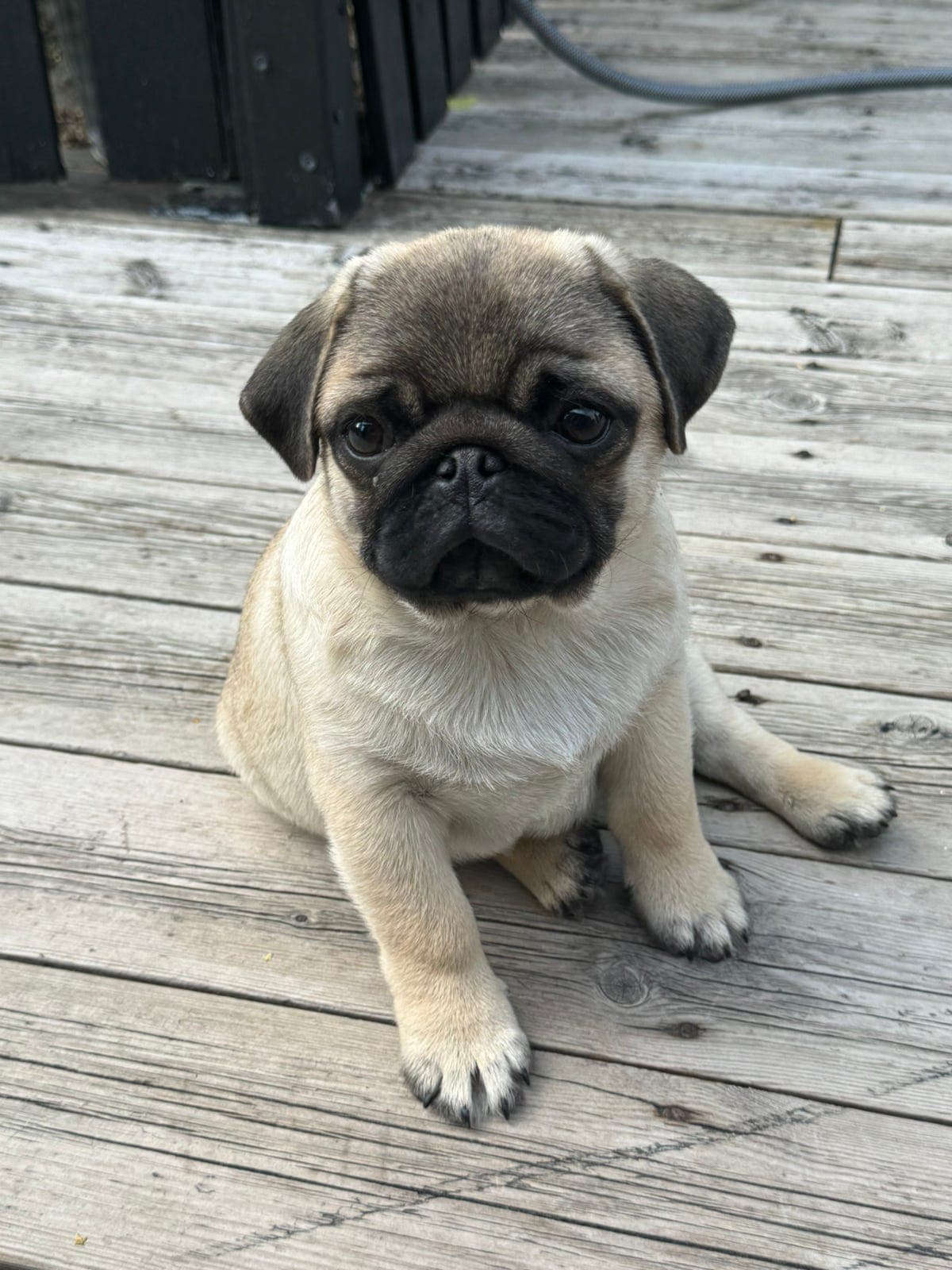 Mops valper søker kjærlige hjem🐾