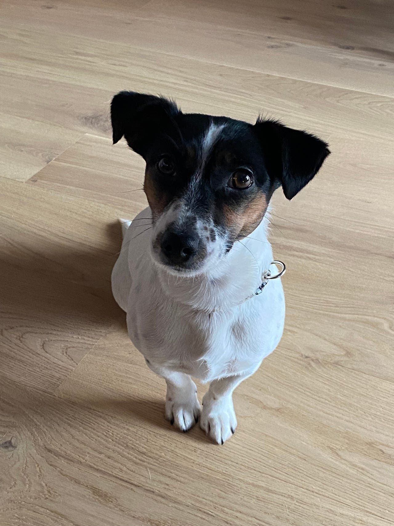 Besøkshjem til 6 år gammel JRT tispe