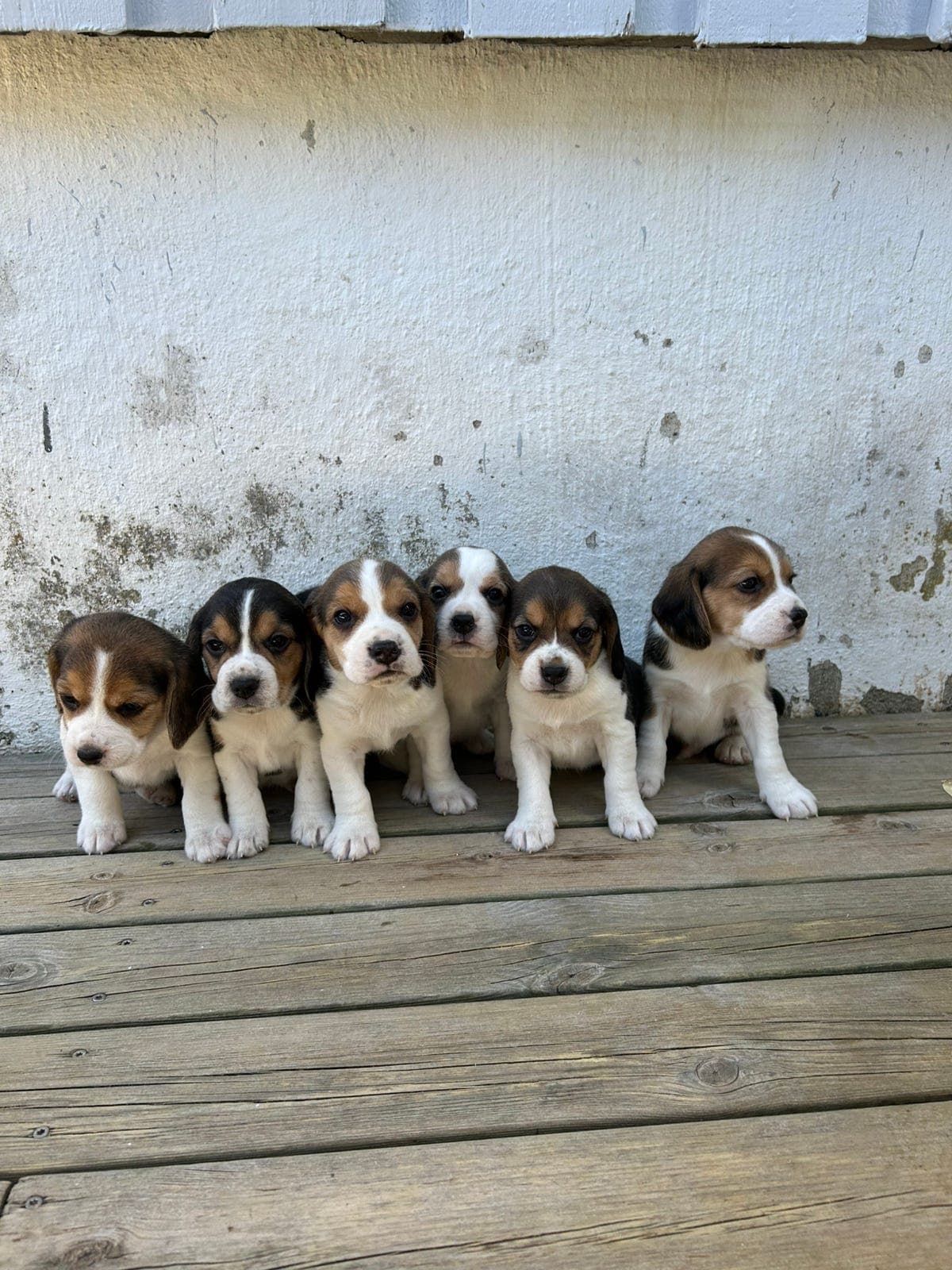 Beagle valp