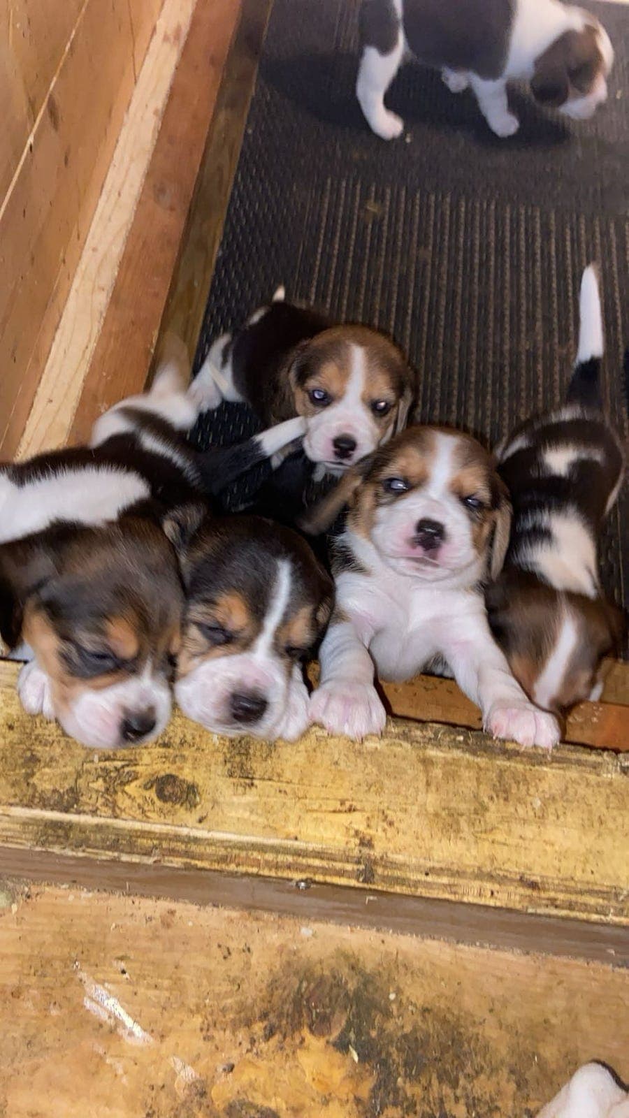 Beagle valper