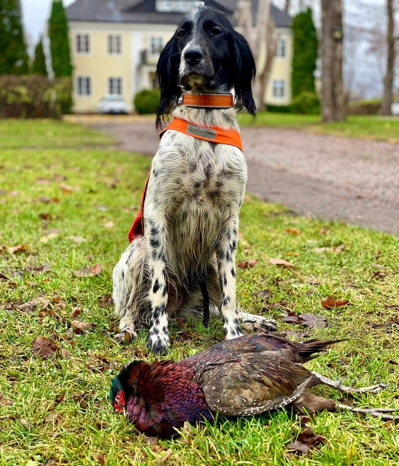 Engelsk Setter valper leveringsklare 19. Juli