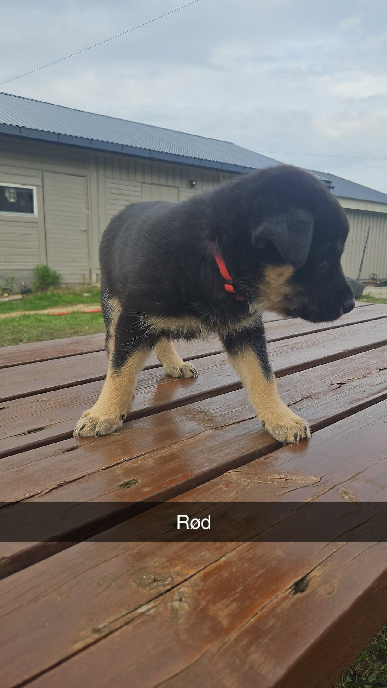 Lapsk vallhund valper