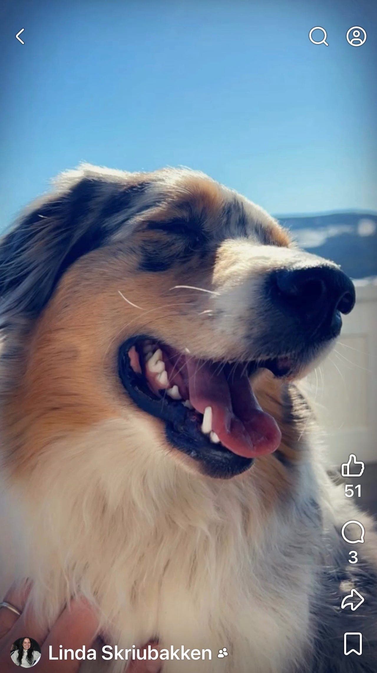 Australian Shepherd-valper