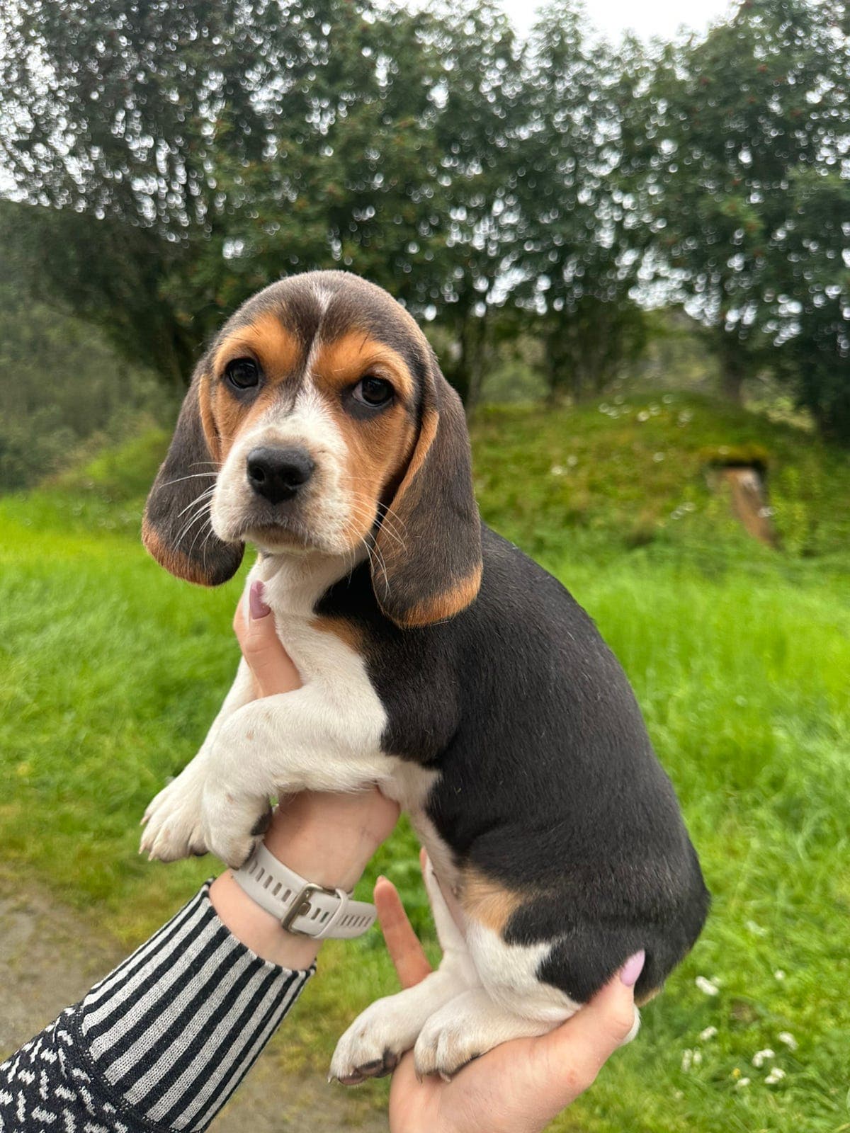 Beagle Valper