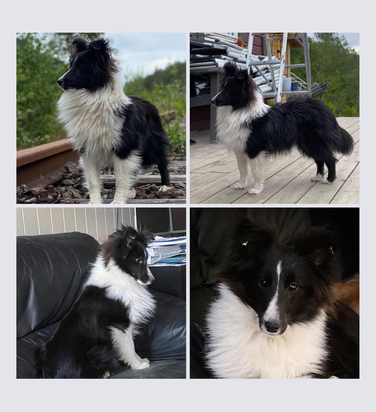 Shetland Sheepdog