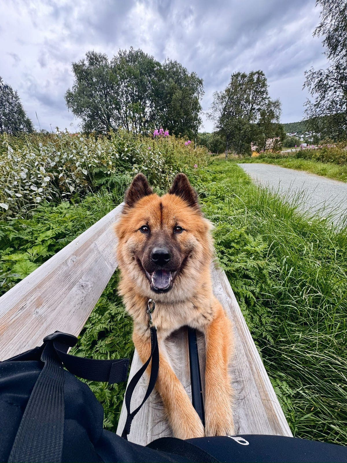Eurasier tispe søker rolig og erfarent hjem ❤️