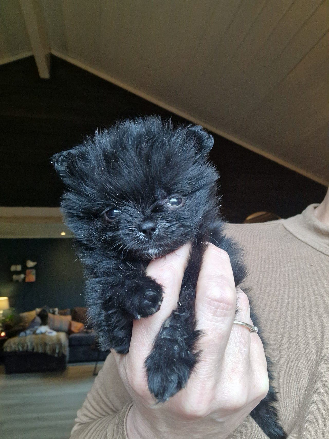 Pomeranian valper 1 gutt og 3 jenter