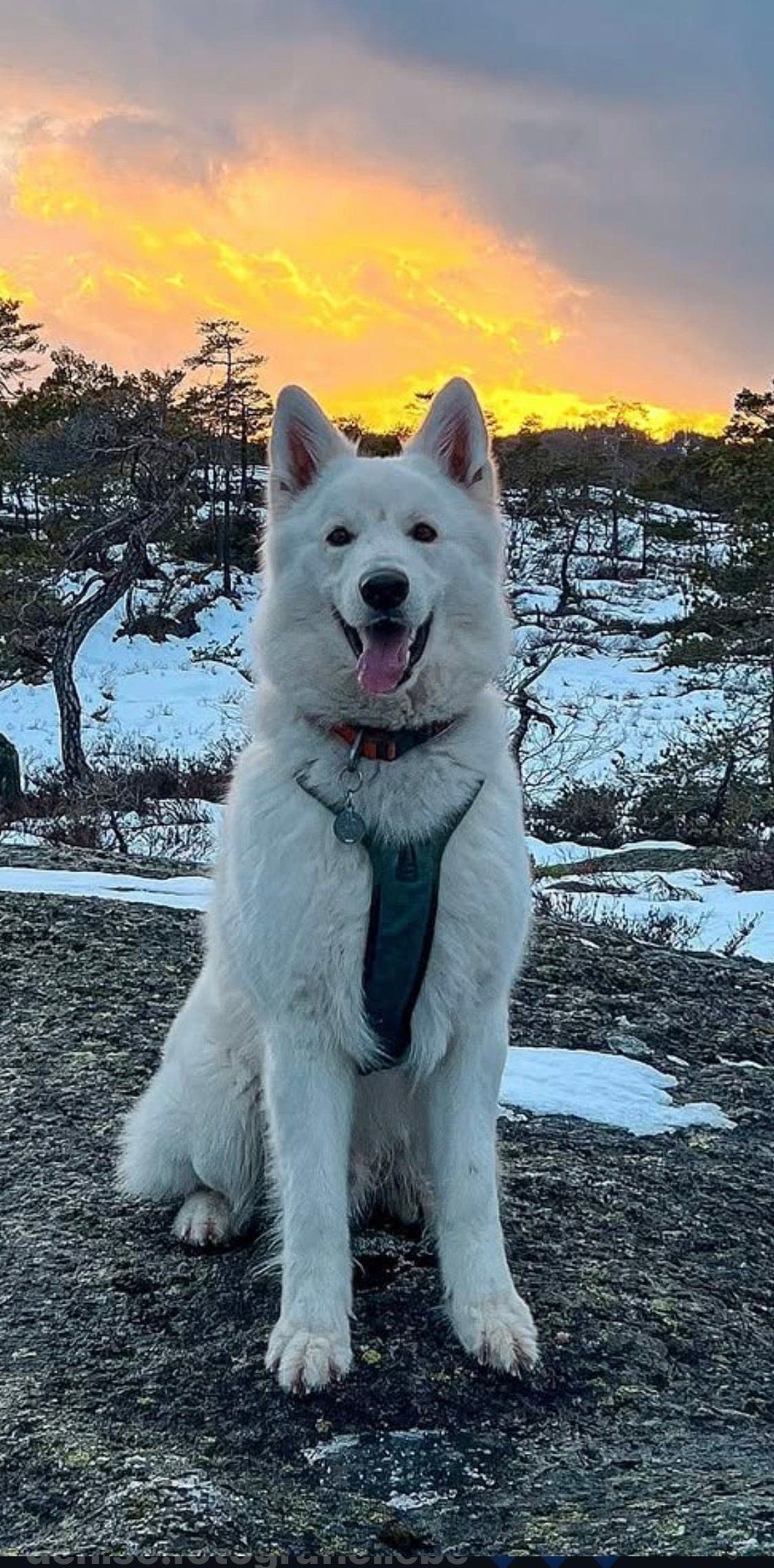 Verdens vakreste Koda